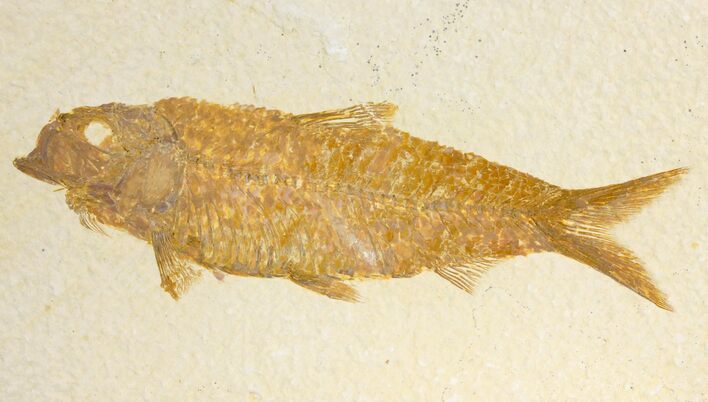 Fossil Fish (Knightia) - Green River Formation - Wyoming #136746